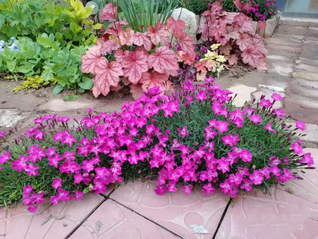 【欧石竹】专属改价链接花园必备套庭院阳台小花园植物