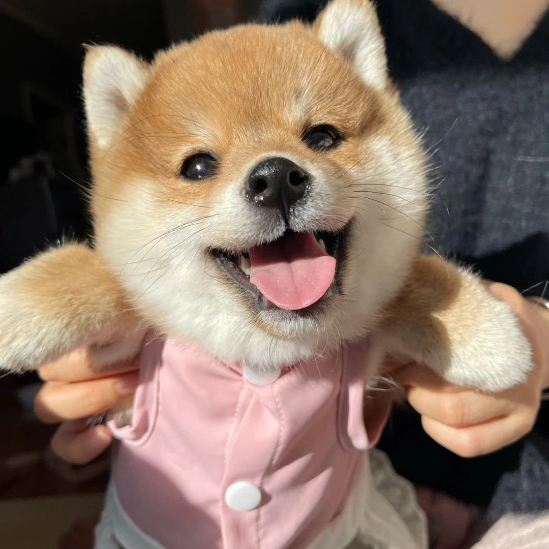【常州常宠汇犬舍】宠物狗柴犬黑柴豆柴白柴赤柴胡麻柴犬活体链接②
