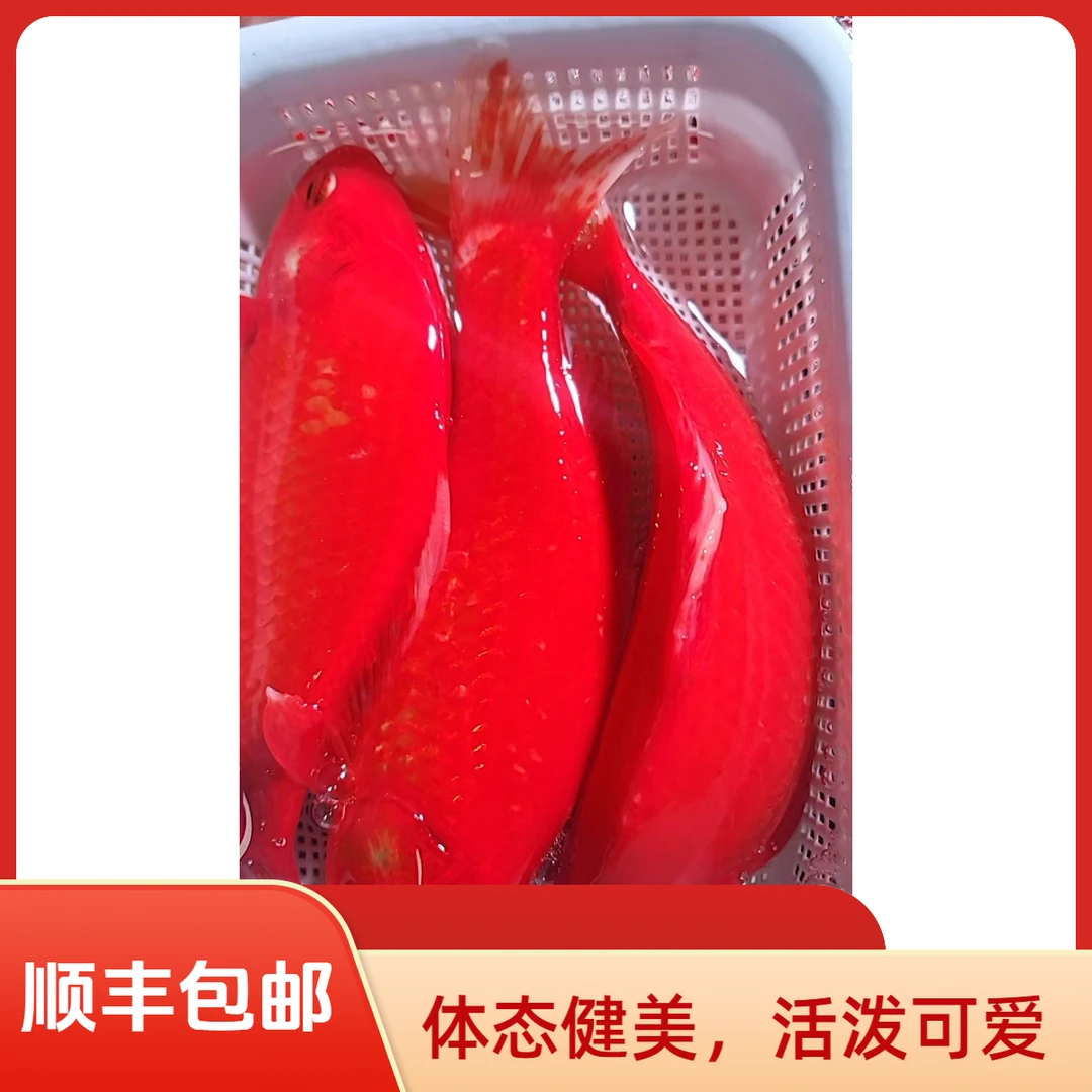 顺丰包邮【红彤彤】14-17厘米凤尾红草3条锦鲤观赏鱼冷水鱼活鱼红白