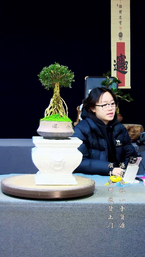 【闪购商品】雀舌黄杨盆景雀舌黄杨盆景