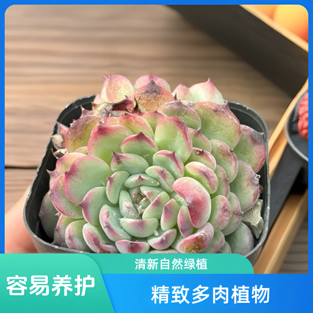 马赛尔多肉植物盆栽适合室内阳台防辐射新手也能养