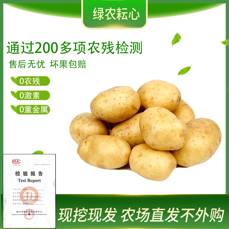 【绿农耘心】25年山东滕州新土豆黄心土豆0农残新鲜现挖洋芋