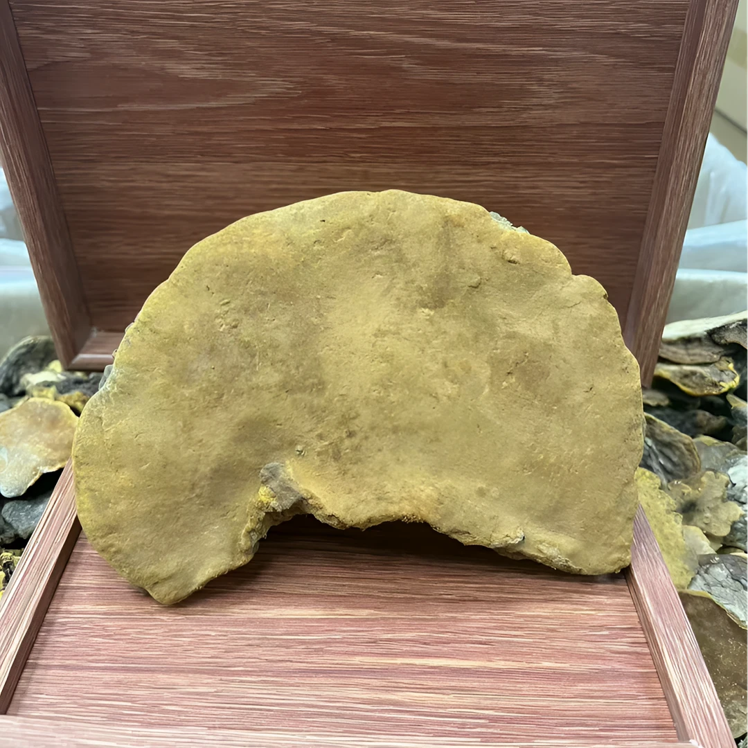 正宗云南野生紫油桑黄桑芝【现称现拍】