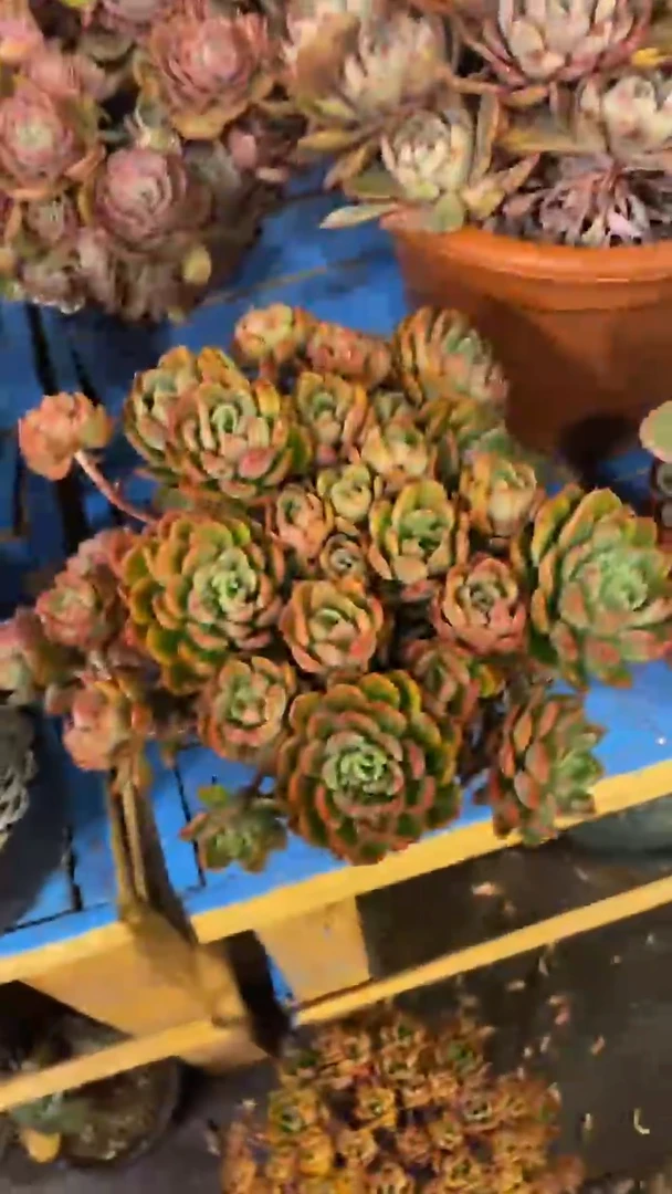 【闪购商品】1457芬达