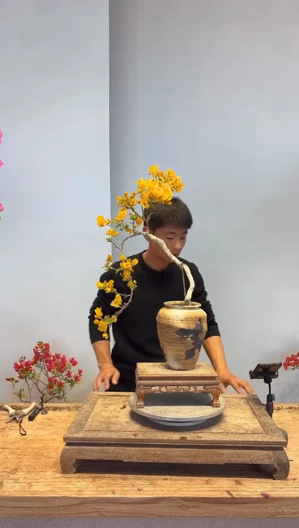 以实际为准三角梅38