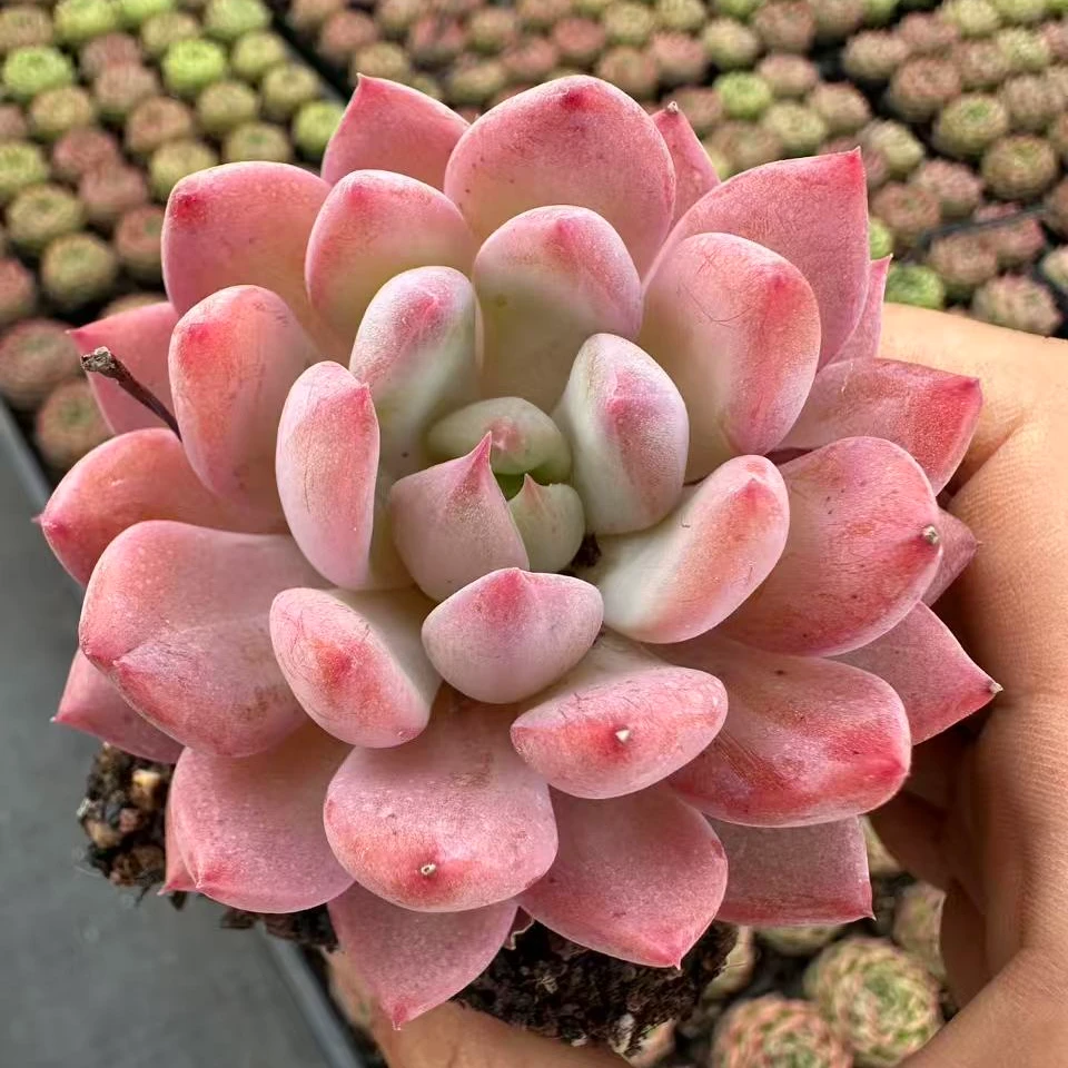 6#迪士尼公主多肉植物 前男友精品多肉 SM663