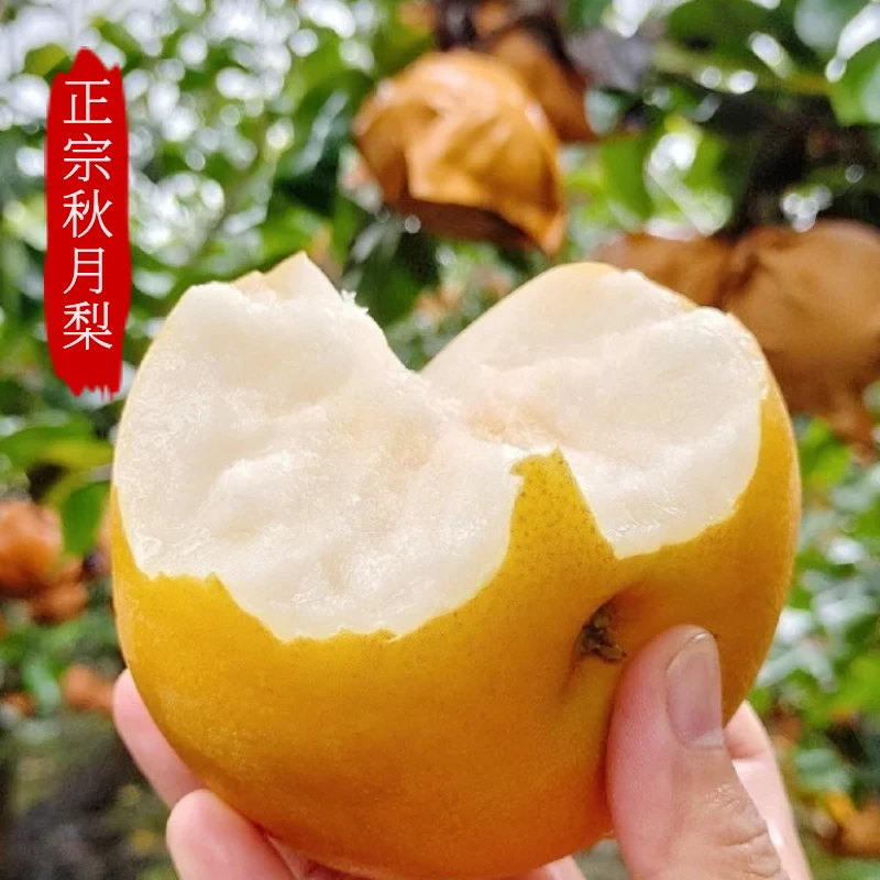 耕乡翁【秋月梨】山东秋月梨新鲜现摘脆甜多汁无渣当季新鲜