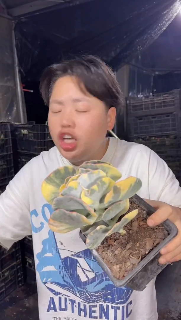 白眉锦    6.99
