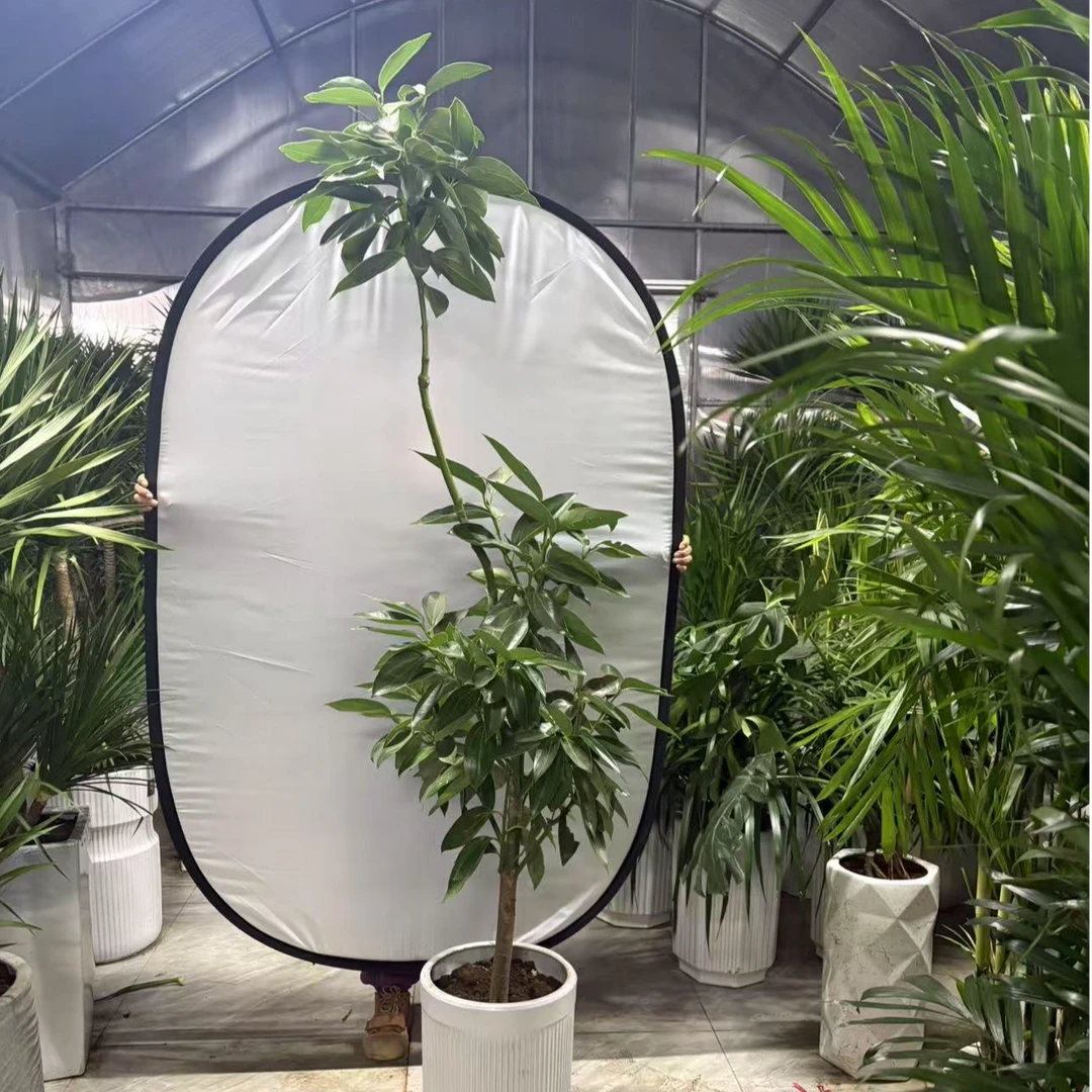 老桩造型平安树适合室内摆放