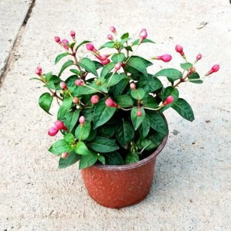 倒挂金钟盆栽灯笼花苗吊兰灯笼海棠大苗当年四季开花耐寒好养花卉