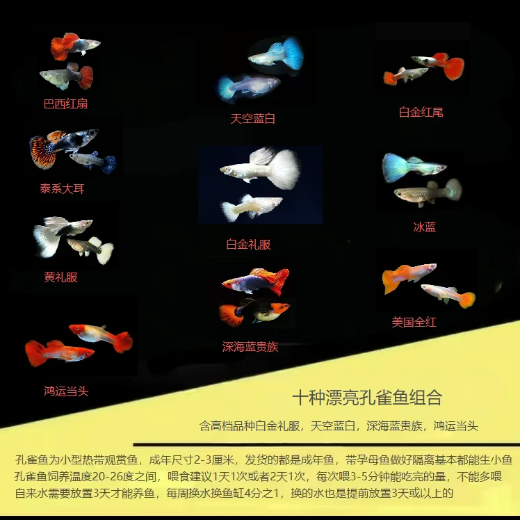 孔雀鱼单品尺寸2-3cm可繁殖公母搭配耐活好养淡水鱼