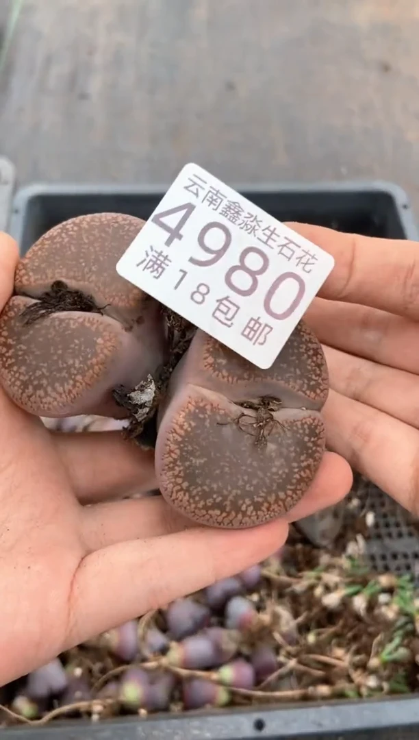 4980特价日轮玉有瑕疵发货1颗