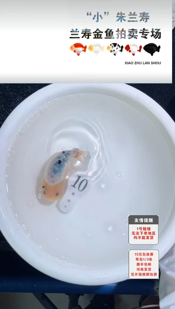 金鱼顺丰包邮1~3条每包10号