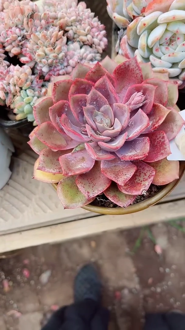 【闪购商品】16288