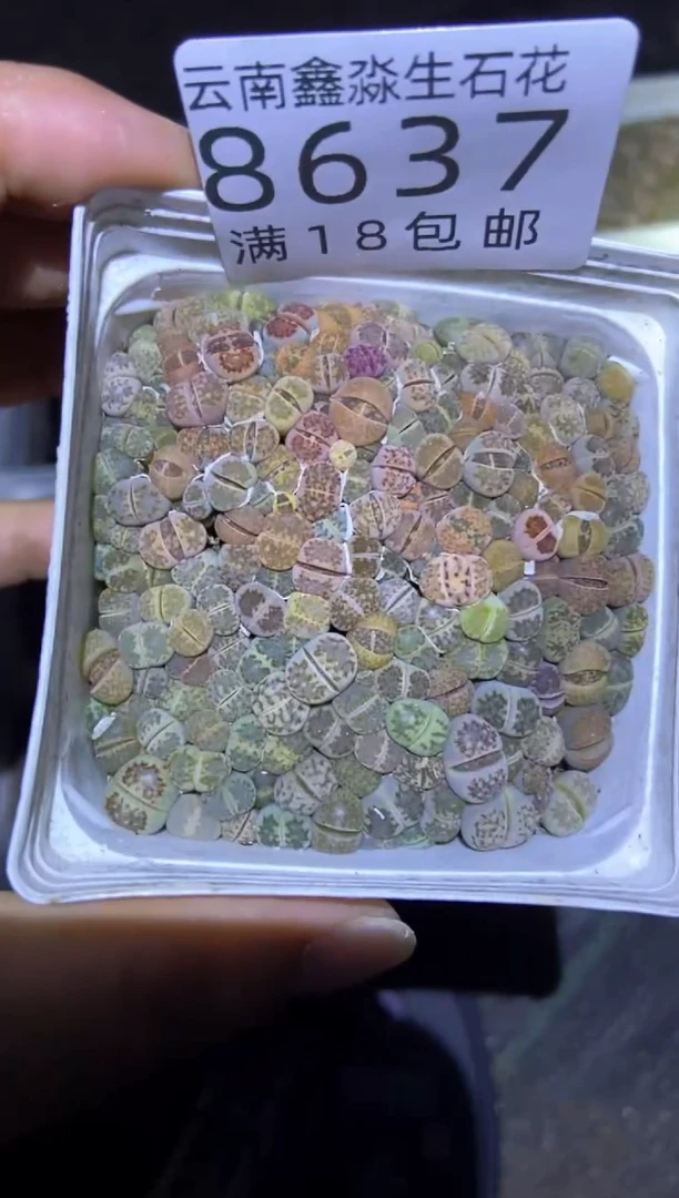 【闪购商品】8637特价大观玉混个头小发货1盒量拍