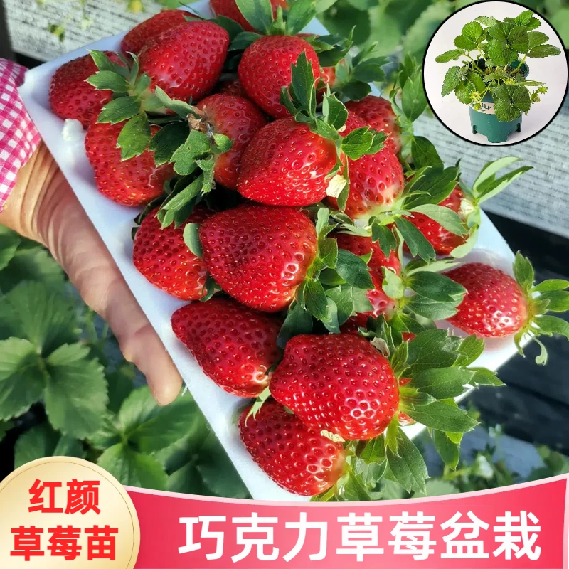（新苗）红颜草莓苗盆栽地载阳台种植奶油草莓秧苗子当年结果苗杯苗