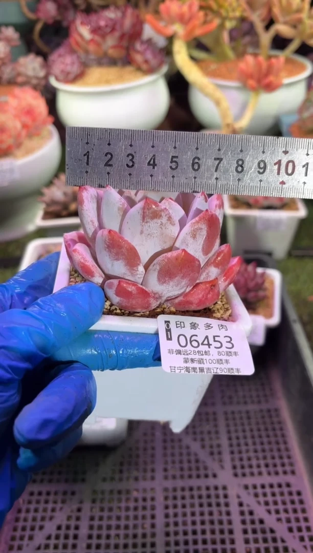 【闪购商品】06453