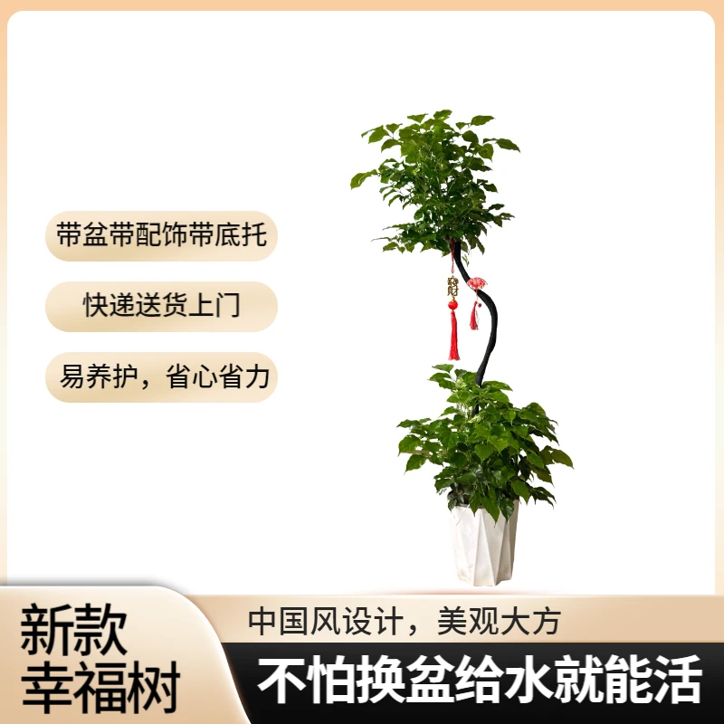 多层新款幸福树绿宝室内客厅绿植中国风设计四季常绿好养净化空气