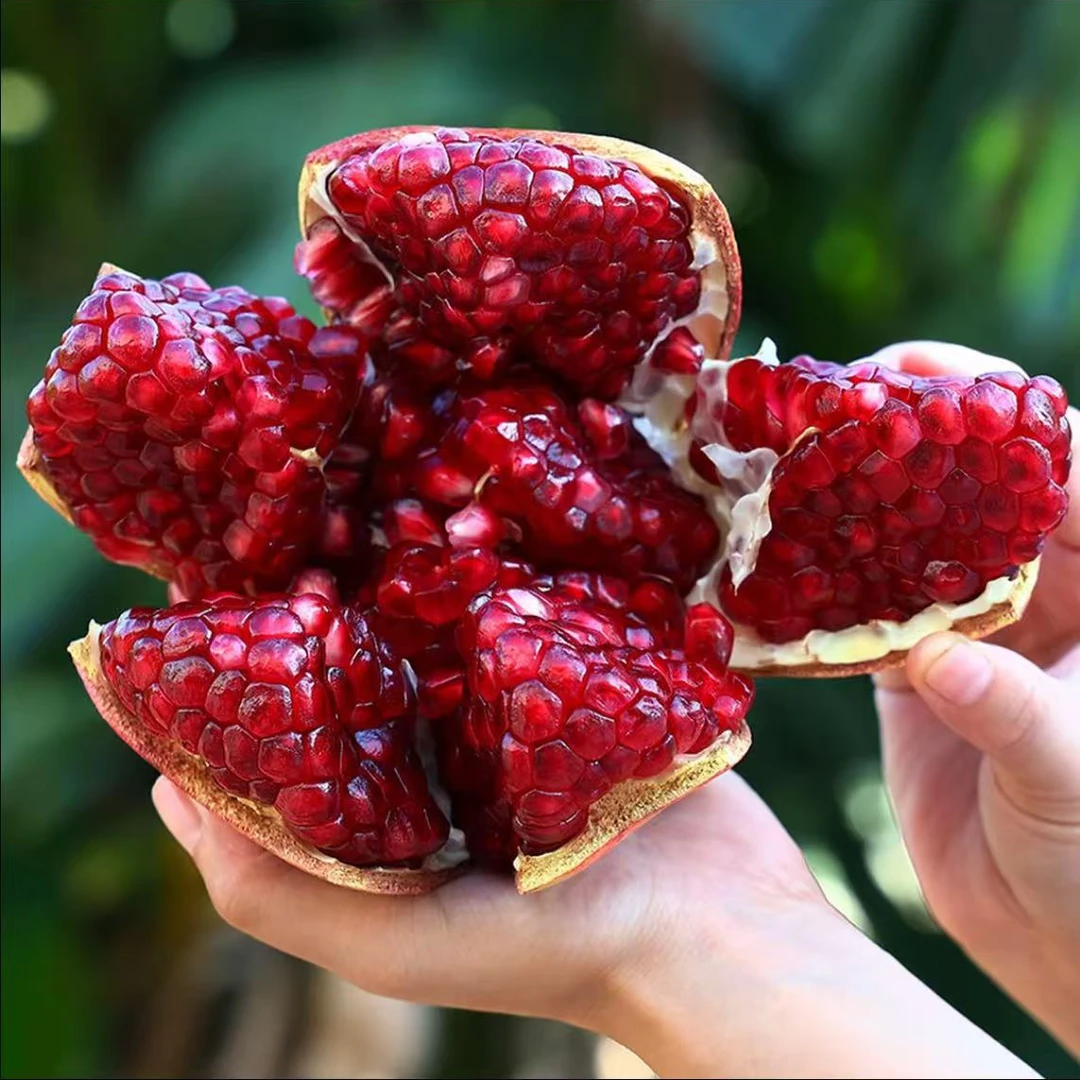 四川会理突尼斯软籽石榴大凉山软籽石榴应季水果时令生鲜香甜多汁