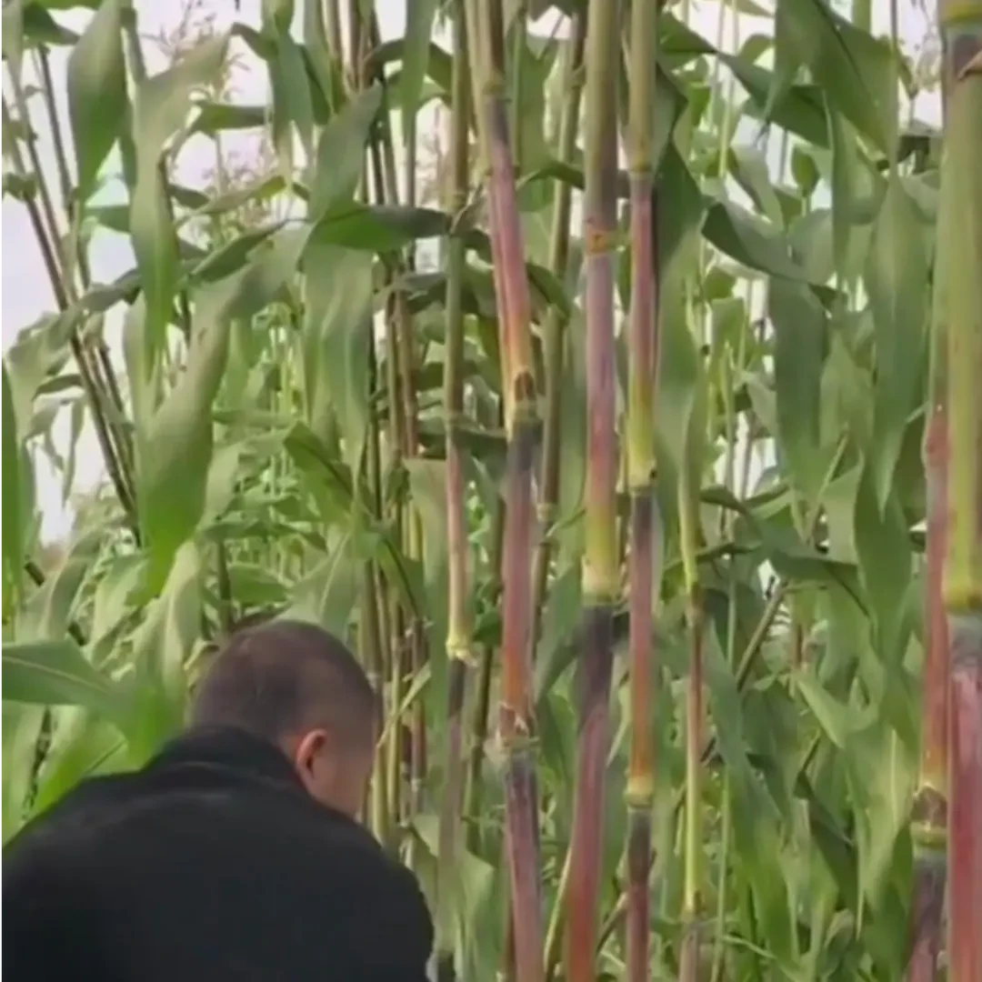 【黑甜杆种子】家庭阳台小院盆栽地栽四季种植