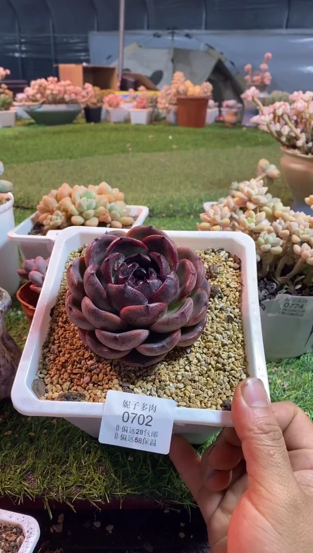 【闪购商品】0702黑橙aaaaa