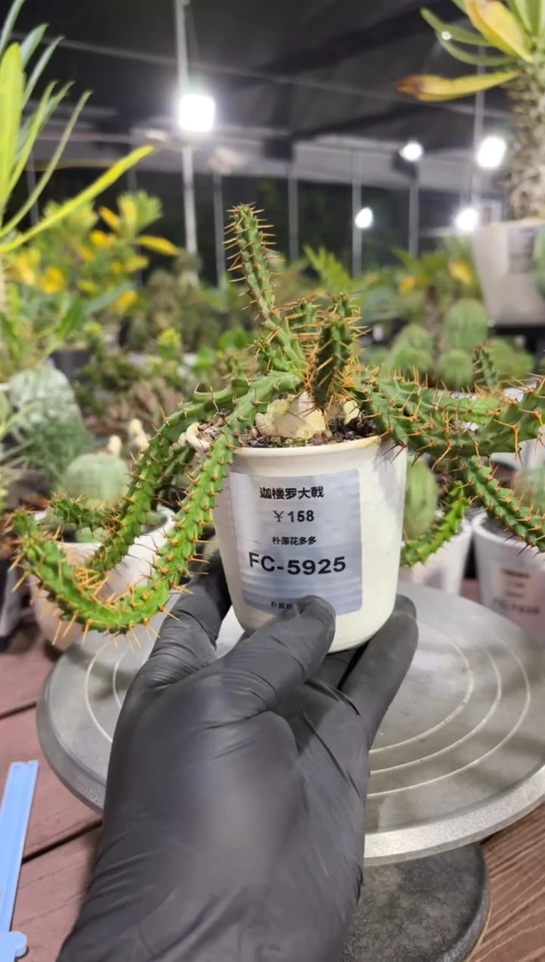 迦楼罗大戟FC-5925