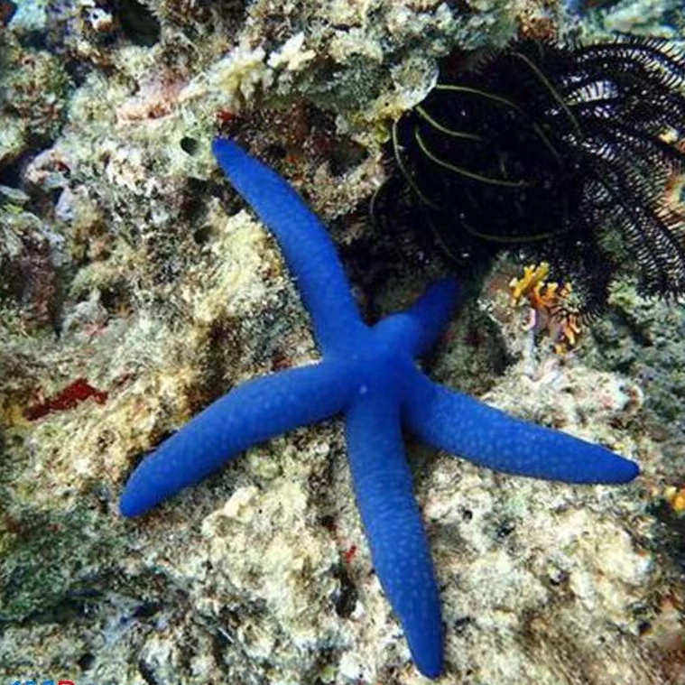 海水观赏鱼  蓝海星