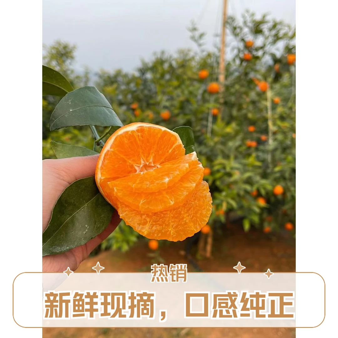 091无核沃柑果园产地直销新鲜品质保障