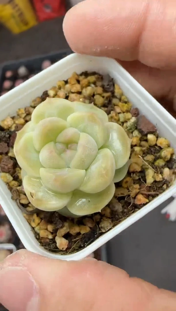 【闪购商品】一物一拍0211—366