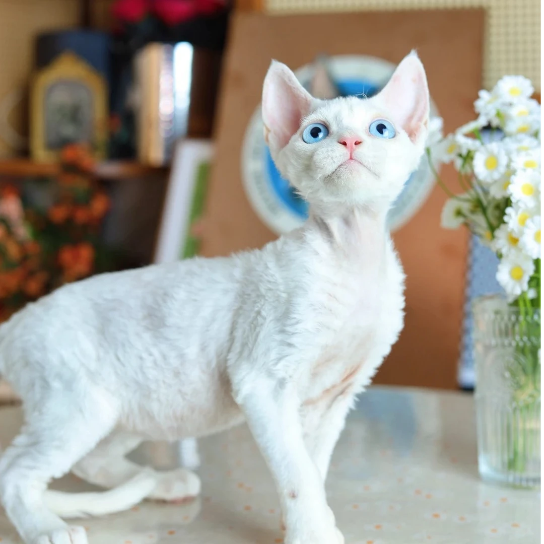 灯芯 纯白弟弟 包子的德文卷毛猫