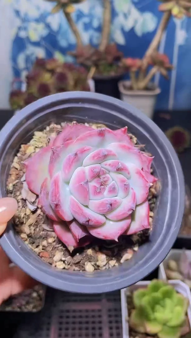 【闪购商品】432红拉多肉