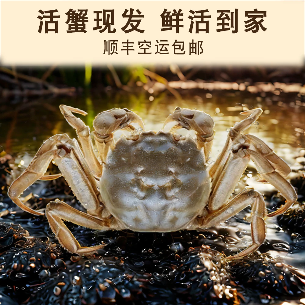 【活蟹】江苏河蟹母蟹2.5-2.8两/只8只顺丰包邮