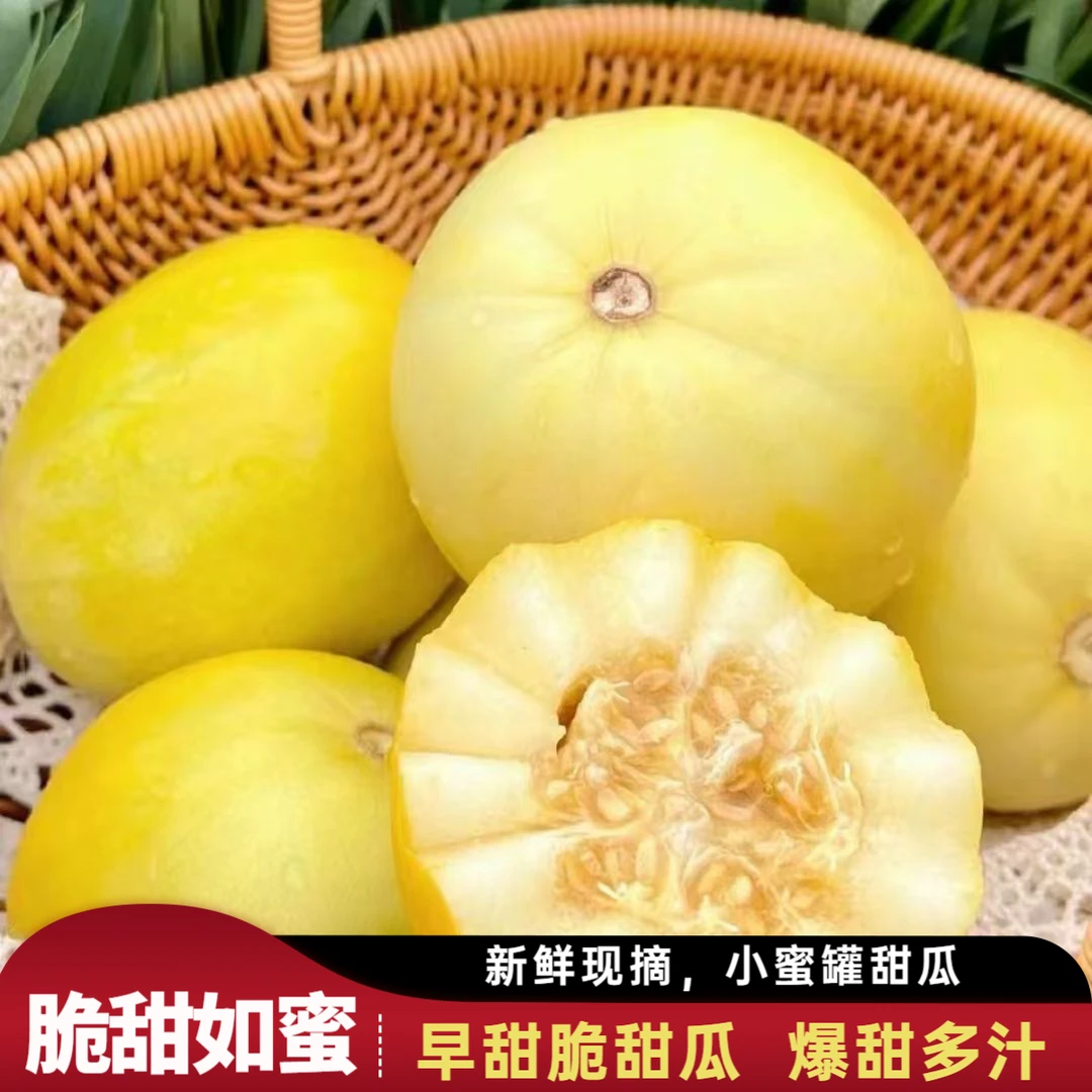 【新鲜现摘】山东头茬小蜜蜂甜瓜早甜脆小蜜罐甜瓜香甜美味果园直供
