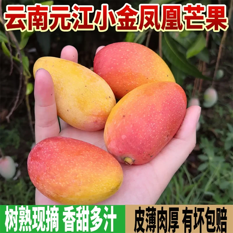云南元江小金凤芒果礼盒装高原精品元江特产核薄多汁新鲜采摘
