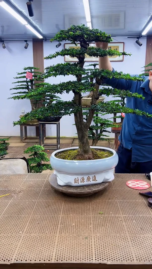 无花朵一物一拍，所见即所得