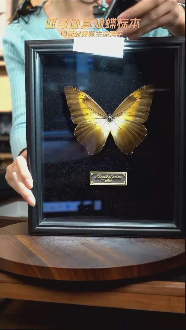 蝴蝶标本摆件竞拍g169