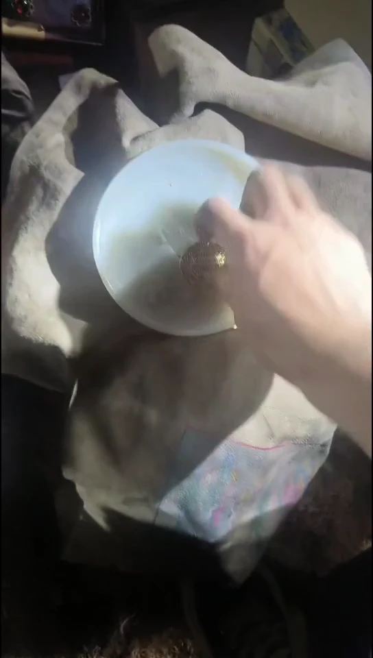 香榧木1111111111111111