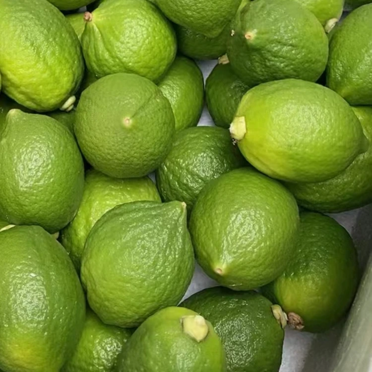 【现摘现发】广东香水柠檬新鲜精选香水柠檬奶茶店专用