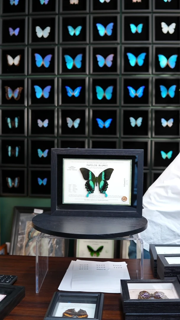 爱神凤蝶设计款A4黑框横