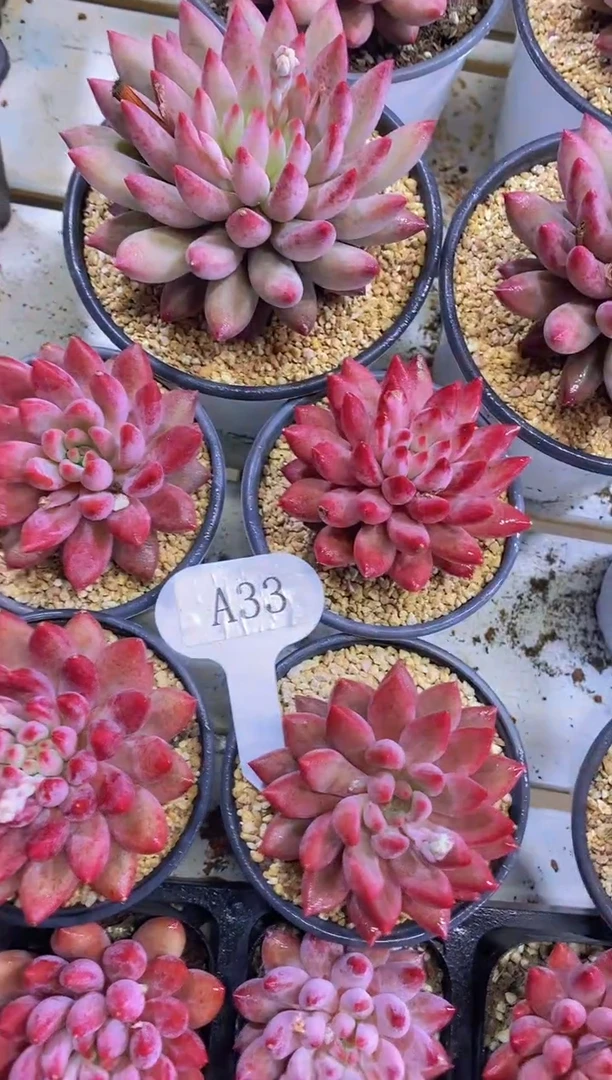 【闪购商品】A33-虞美人母本单头脱土发（量拍）