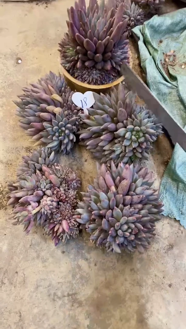 阳**丽     18号红蜻蜓5颗￥100