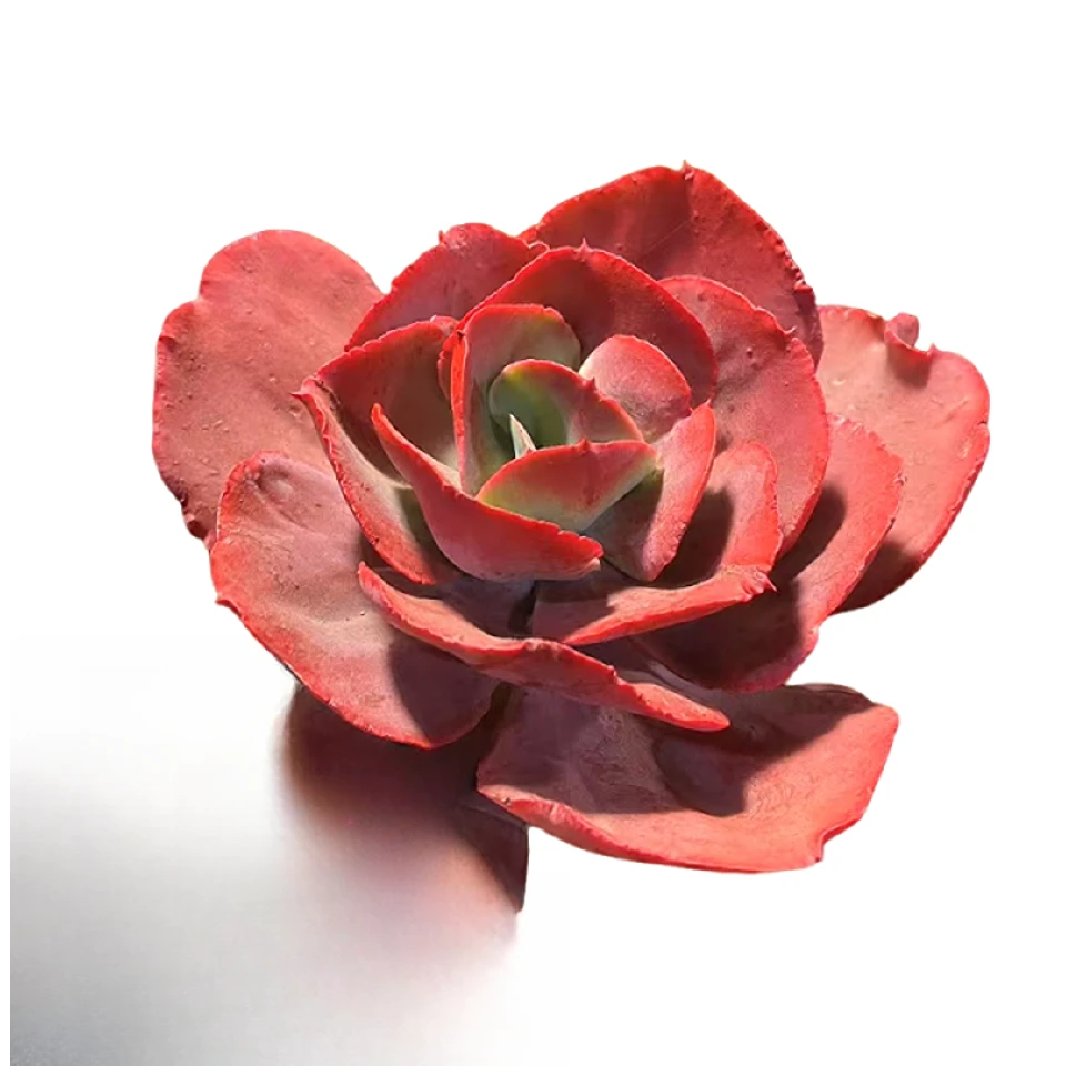 精品多肉  精致秀妍玫瑰