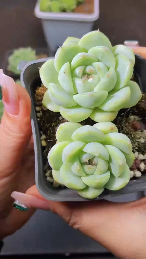 8078财富密码不包整散随机发一颗量拍