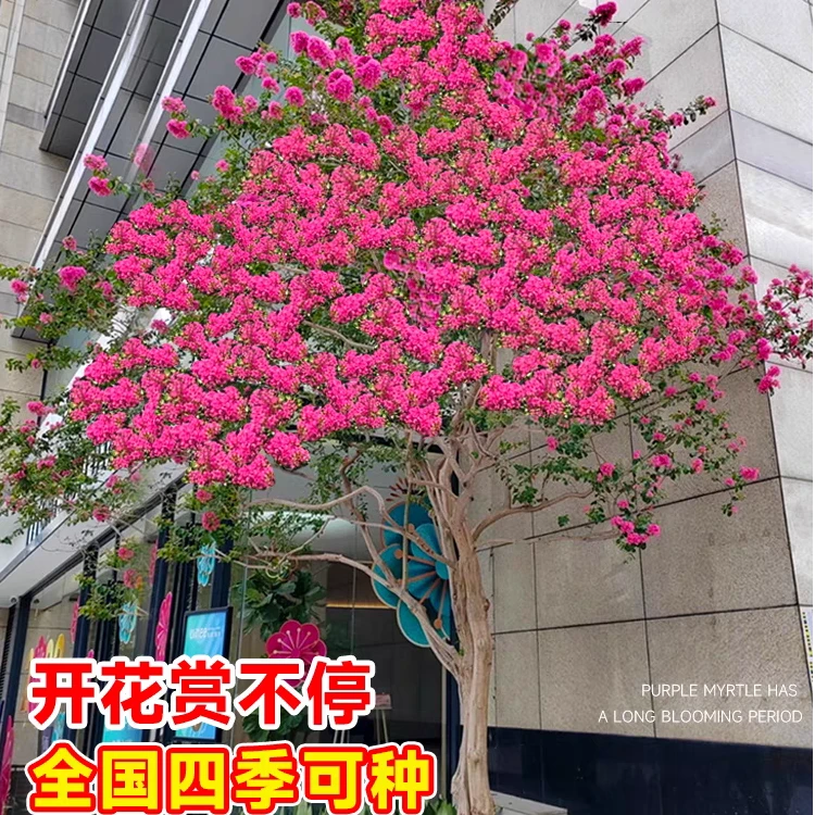 庭院盆栽原生川红紫薇耐寒耐热耐晒紫薇花树