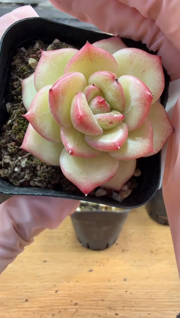 东云多肉园三店-33