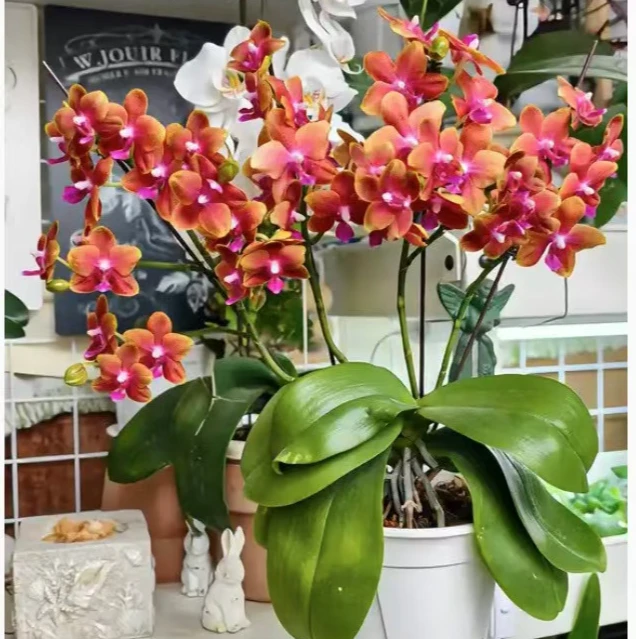 2个花剑     珍稀品种【香恋博格丽】蝴蝶兰