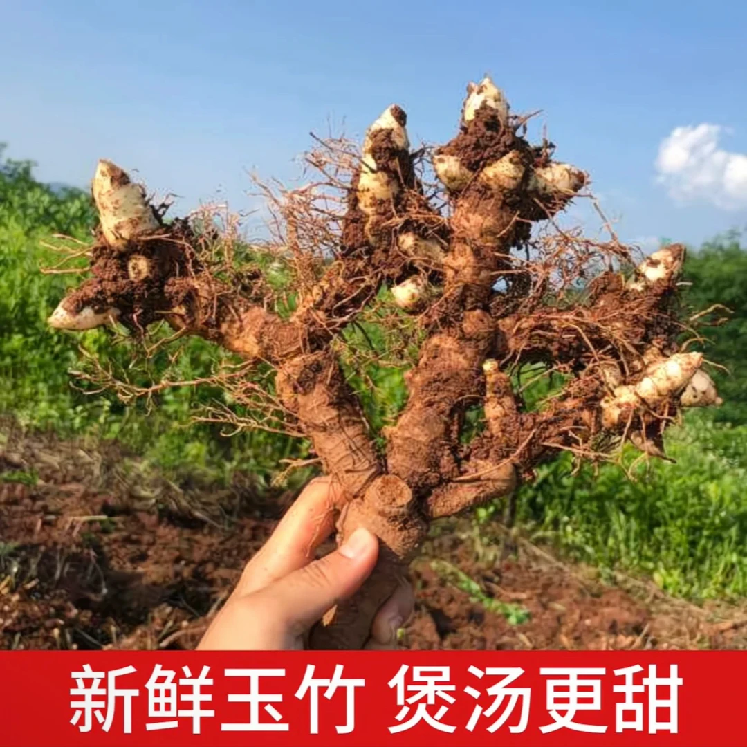 【顺丰包邮】麻城三河深山老龄新鲜玉竹美人竹农家现挖煲汤煮茶佳品
