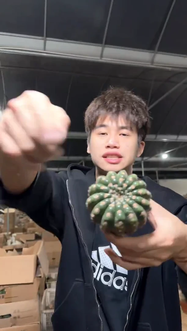 大单头 眩美玉【实生根】