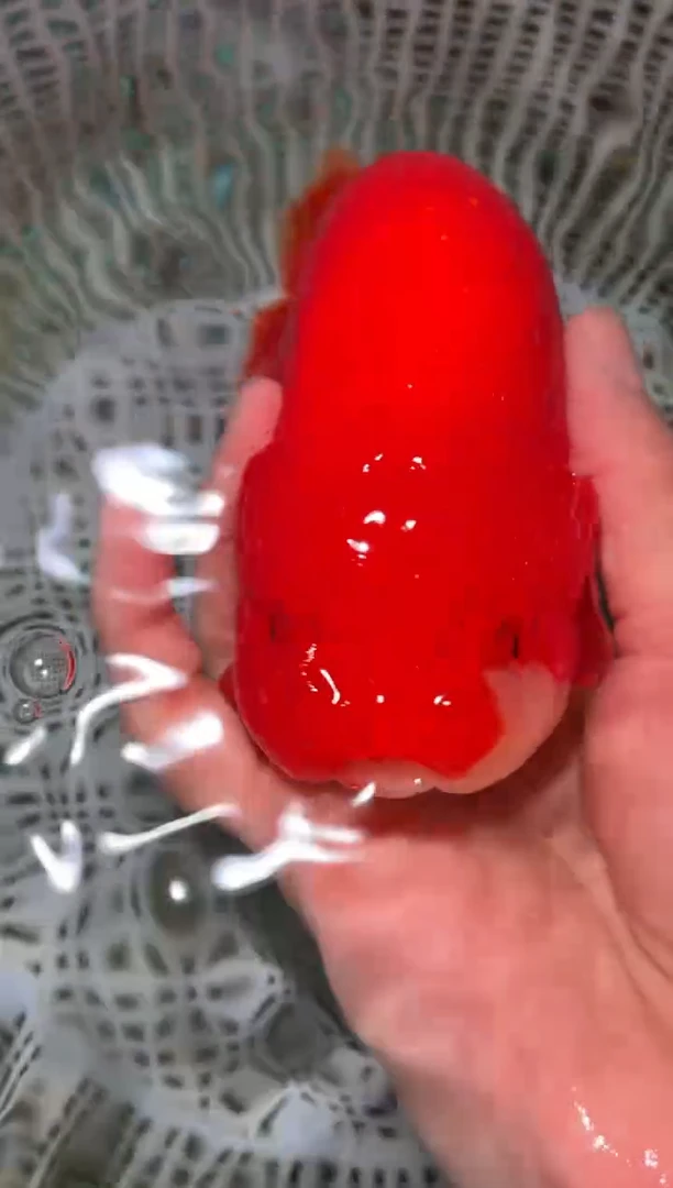 金鱼（运费自理，马印灯照射）福州追鱼兰寿金鱼