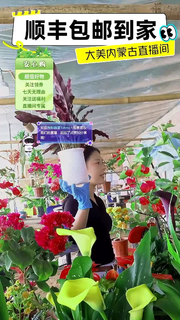完全开放紫背水培猫眼绿天鹅
